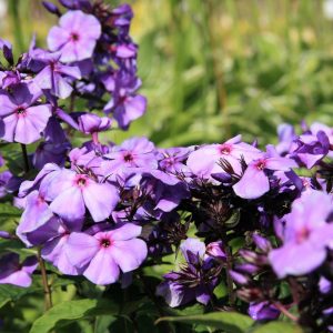 Phlox paniculata 'Blue Paradise'
