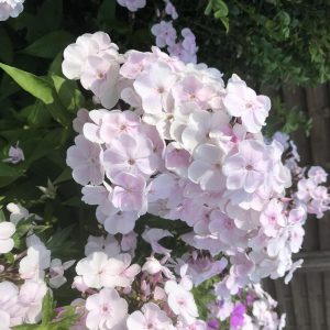 Phlox paniculata 'Monica Lynden-Bell'