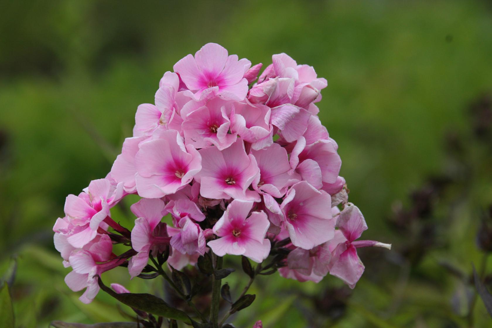 Phlox paniculata 'Bright Eyes'