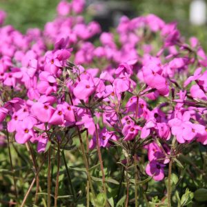 Phlox stolonifera 'Pink Ridge'