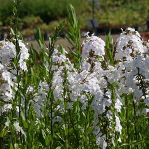 Phlox maculata 'Schneelawine'