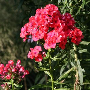 Phlox paniculata 'Orange Perfection'