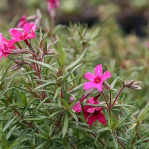 Phlox subulata 'Scarlet Flame'