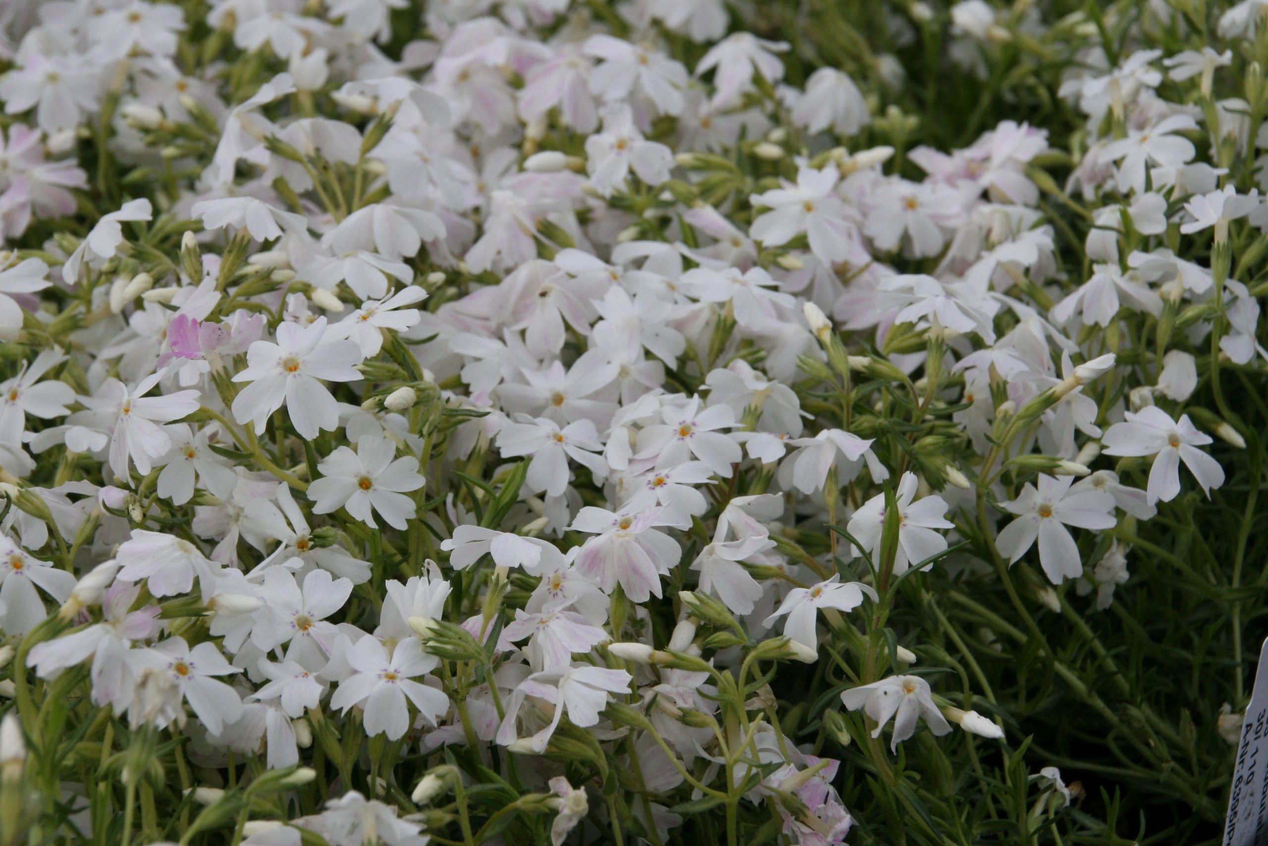 Phlox subulata 'White Delight'