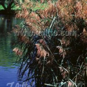 Phragmites australis