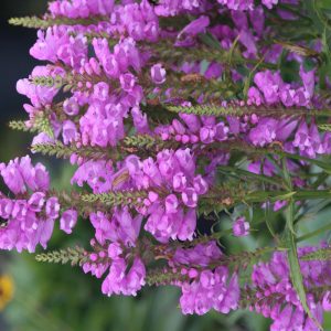 Physostegia virginiana 'Vivid'