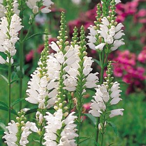 Physostegia virginiana 'Alba'