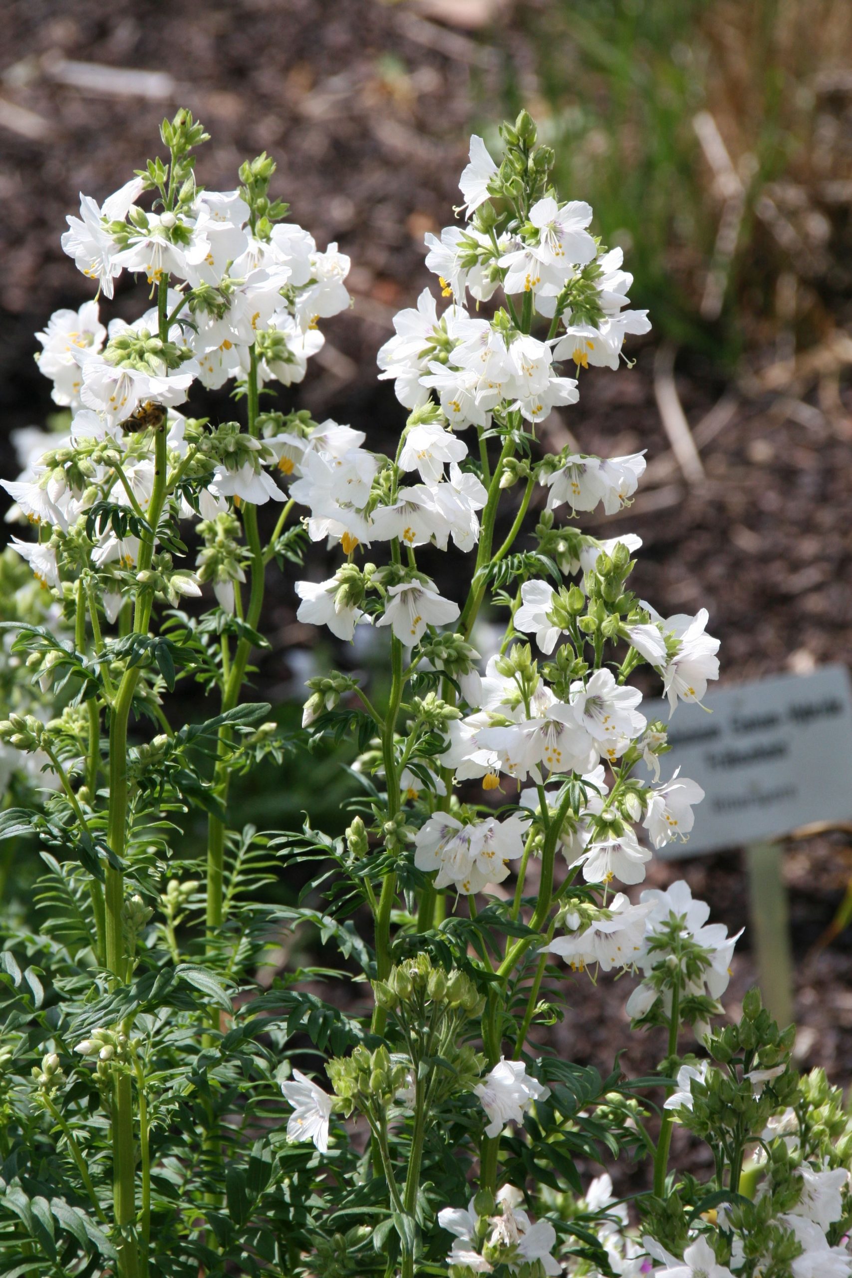 Polemonium caeruleum 'Album'