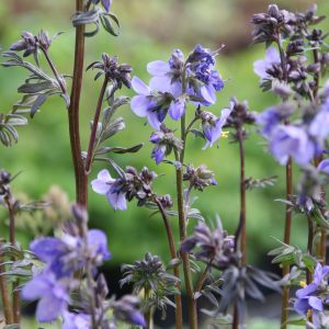 Polemonium yezoense `Purple Rain Strain`