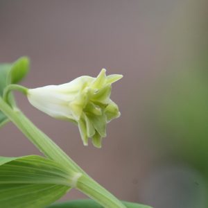 Polygonatum odoratum 'Pleniflorum'