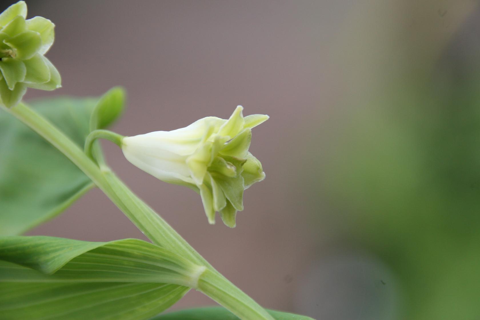 Polygonatum odoratum 'Pleniflorum'