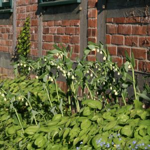 Polygonatum commutatum (-biflorum)