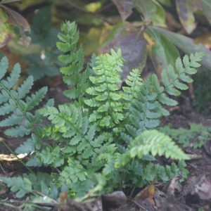 Polystichum aculeatum