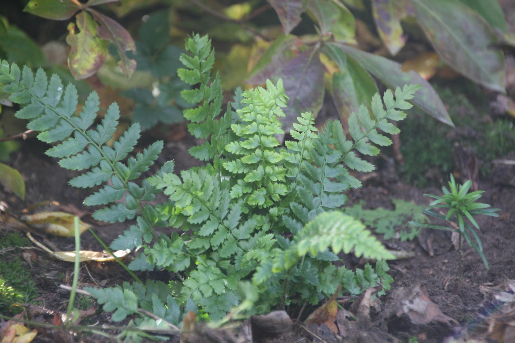 Polystichum aculeatum