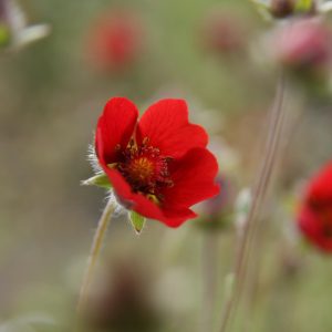 Potentilla atrosanguinea