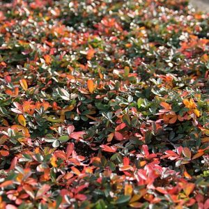 Potentilla tridentata 'Nuuk'