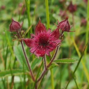 Comarum palustris (Potentilla)