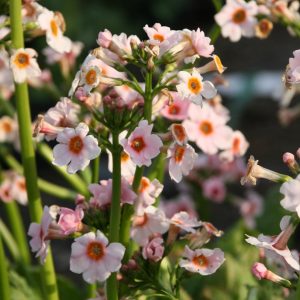 Primula japonica Appleblossom'
