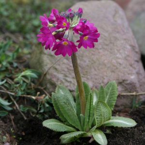 Primula denticulata 'Rubin'