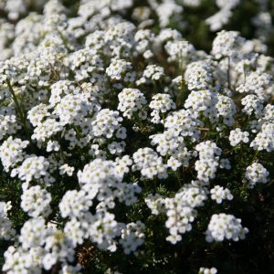 Prizelago alpina 'Crystal Carpet'
