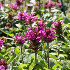 Prunella grandiflora 'Rubra'