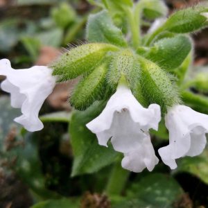 Pulmonaria saccharata ' Ice Ballet'