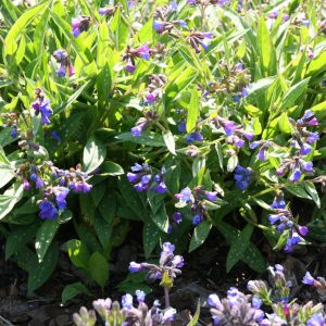 Pulmonaria longifolia 'Blauer Hügel'