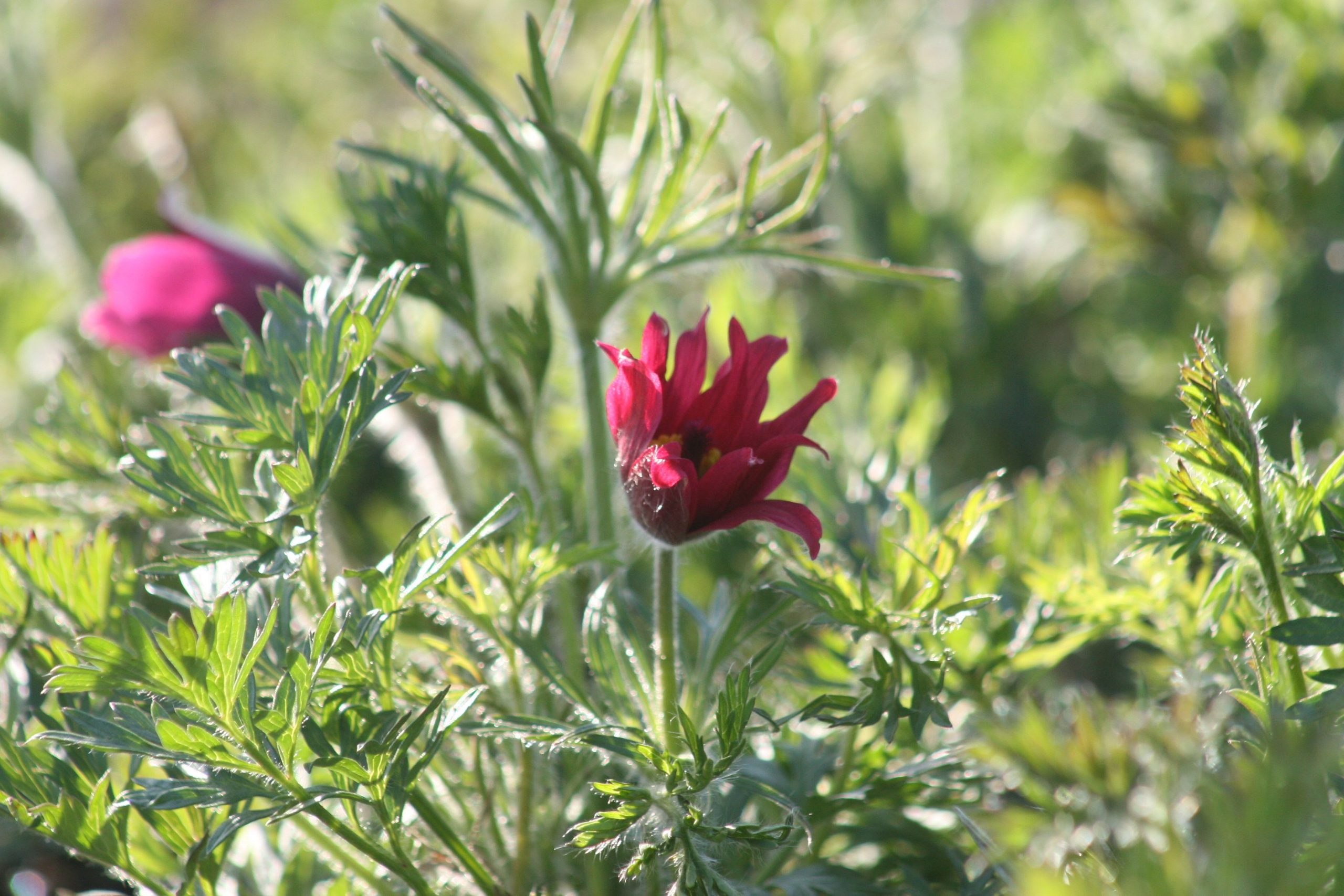Pulsatilla vulgaris 'Rote Glocke'