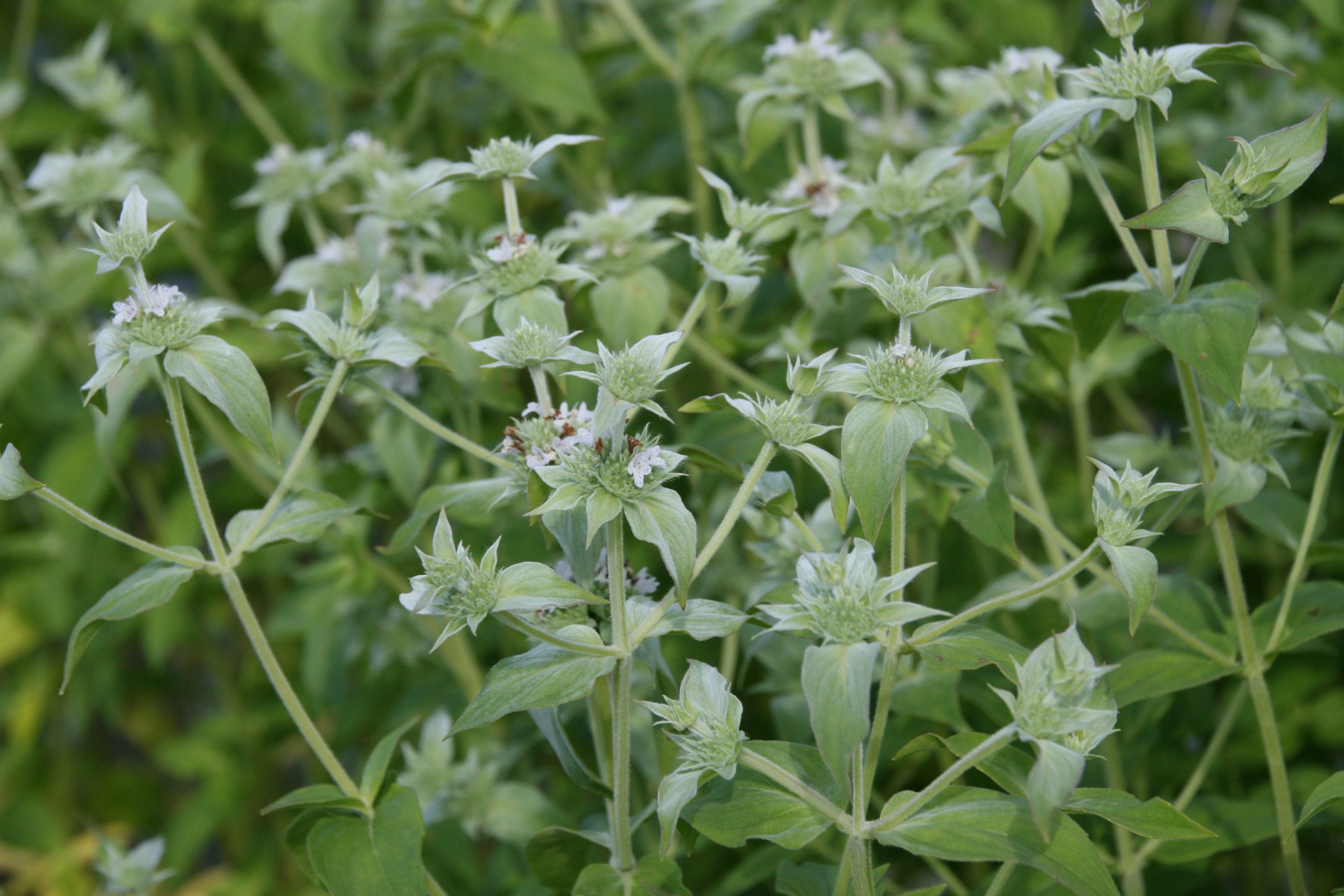 Pycnanthemum muticum