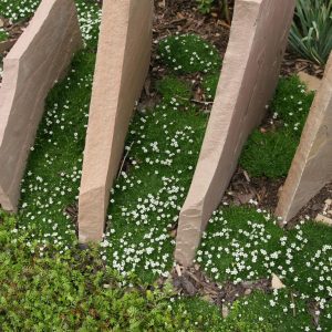 Sagina subulata - veg.