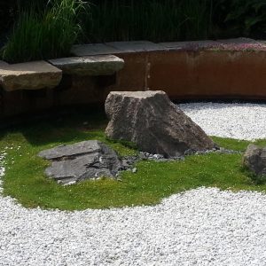 Sagina subulata 'Minima'