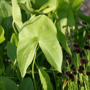 Sagittaria latifolia