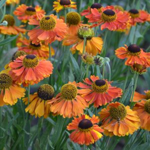 Helenium x cult. 'Sahin's Early Flowerer'