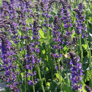 Salvia nemorosa 'Mainacht'