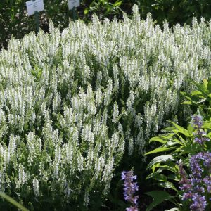 Salvia nemorosa 'Adrian'  (--Schneehügel)