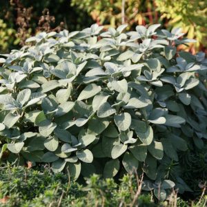Salvia officinalis 'Berggarten'