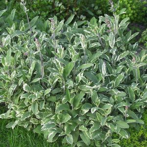 Salvia officinalis 'Tricolor'