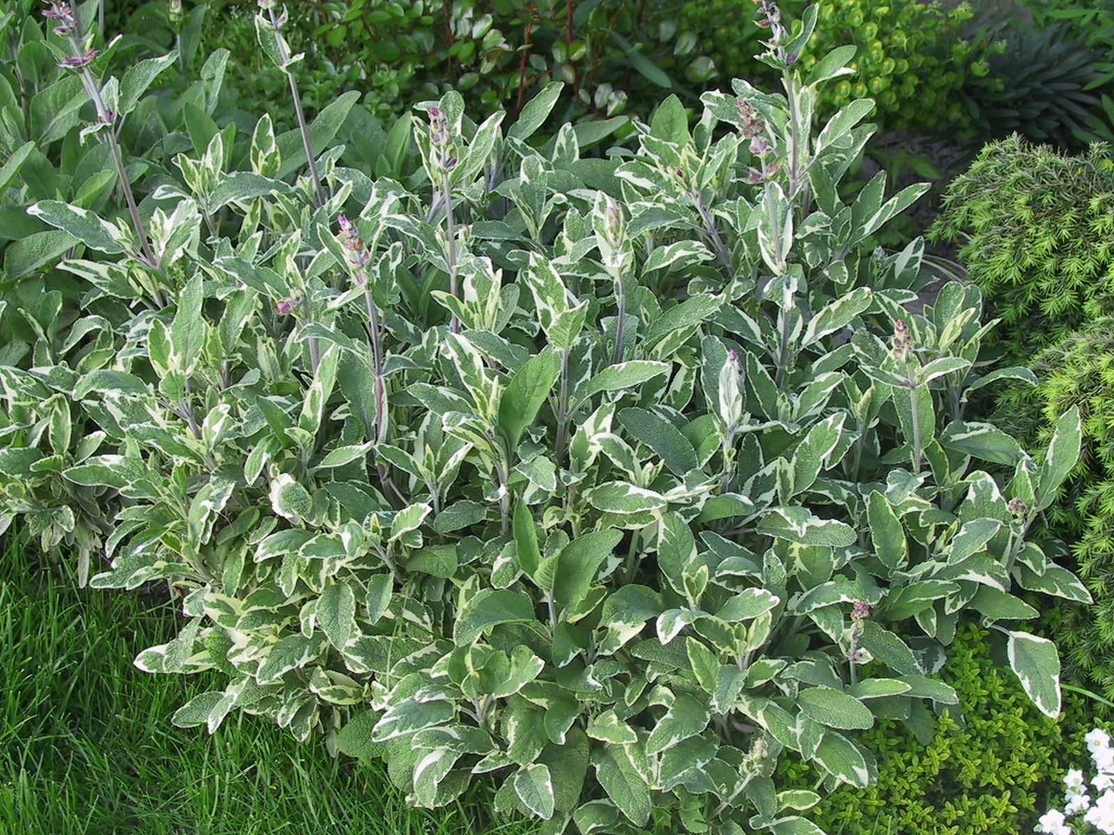 Salvia officinalis 'Tricolor'