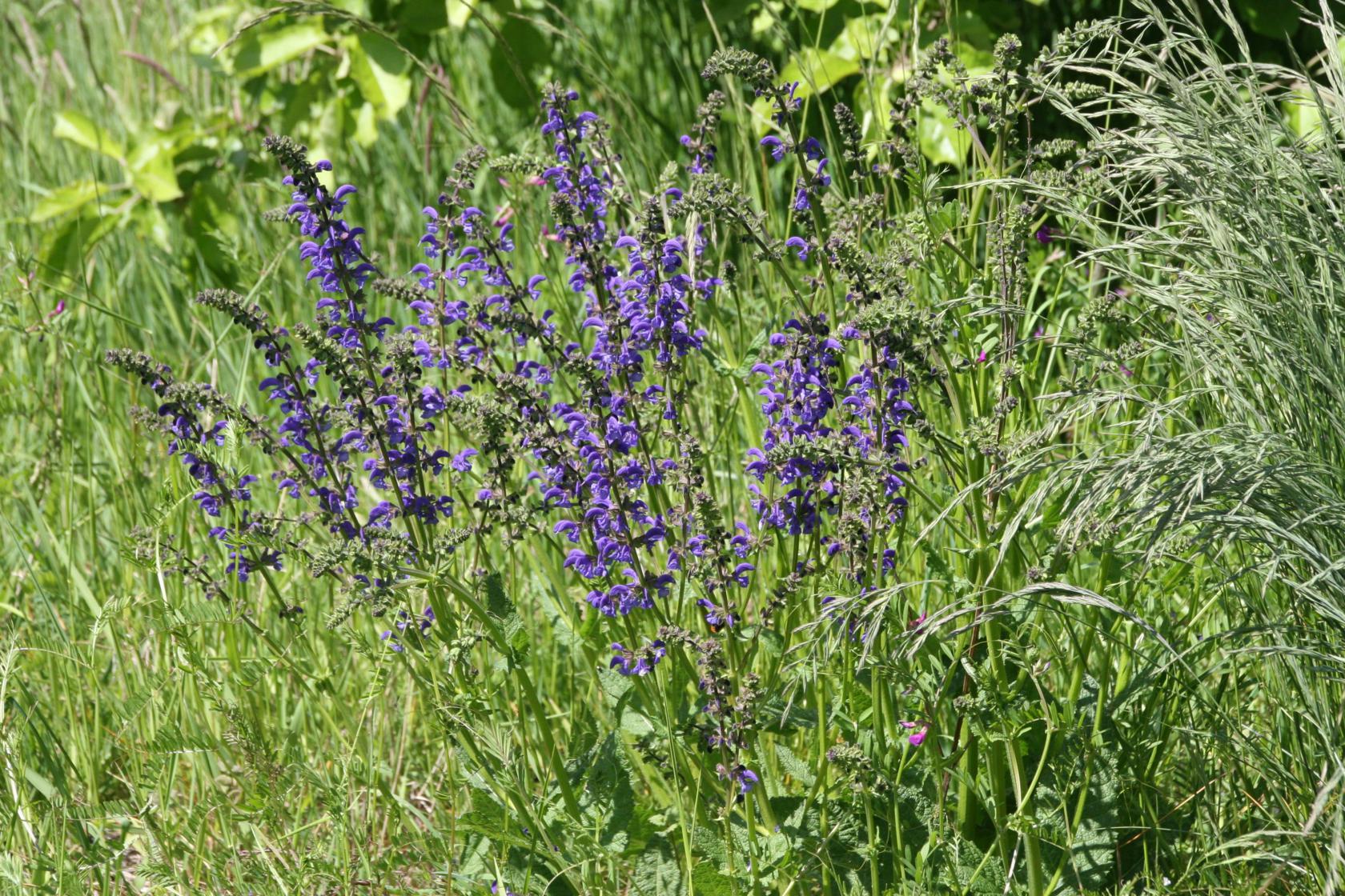 Salvia pratensis