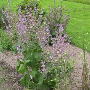 Salvia sclarea