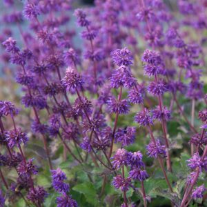 Salvia verticillata 'Purple Rain'
