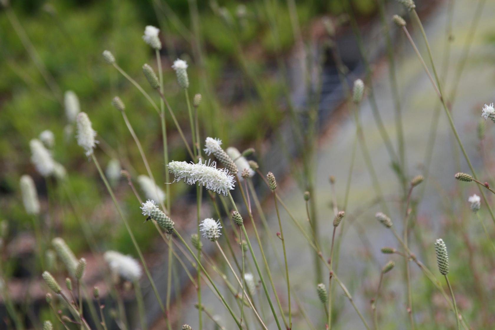 Sanguisorba tenuifolia 'Burr Blanc'