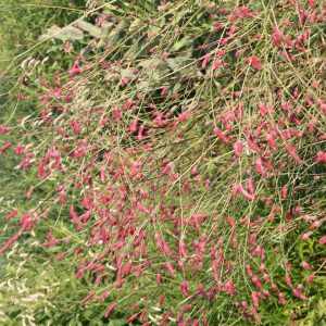 Sanguisorba tenuifolia 'Pink Elephant'