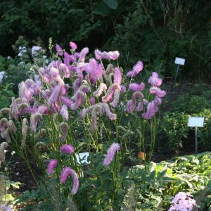 Sanguisorba hakusanensis 'Pink Brushes'