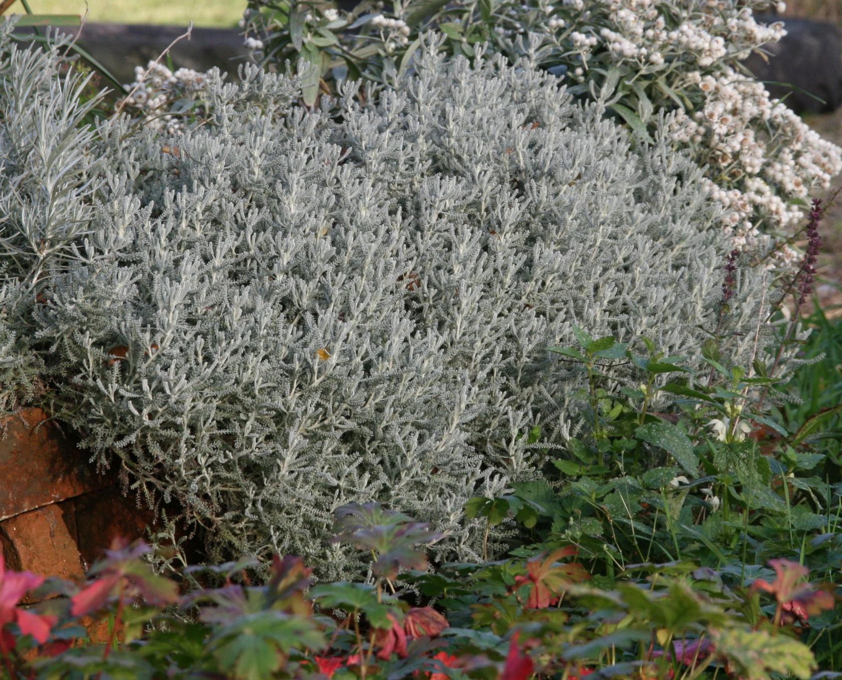 Santolina chamaecyparissus