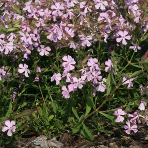 Saponaria x lempergii 'Max Frei'