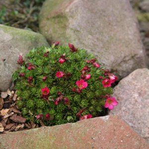 Saxifraga x arendsii 'Pixie'