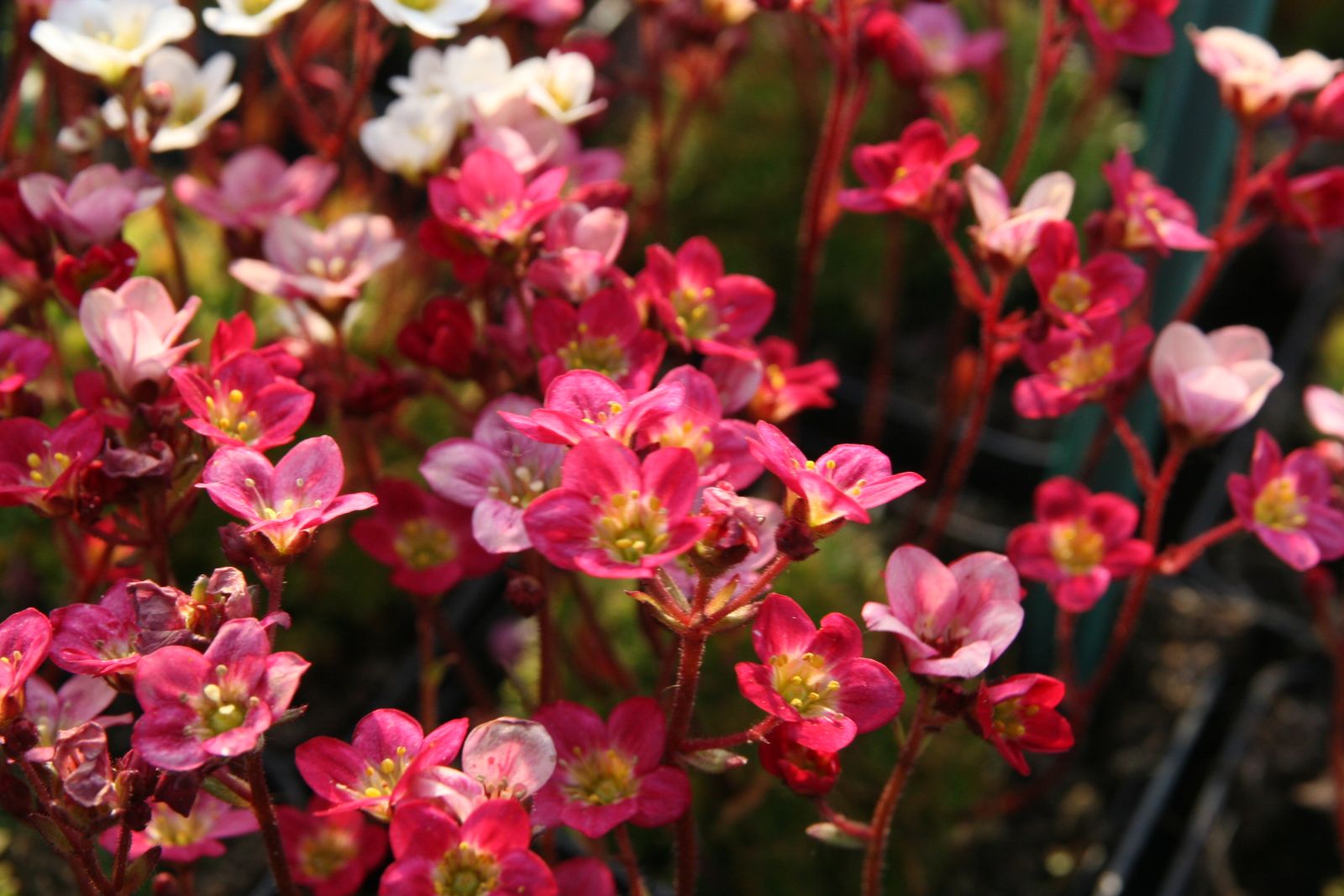 Saxifraga x arendsii 'Ingeborg'