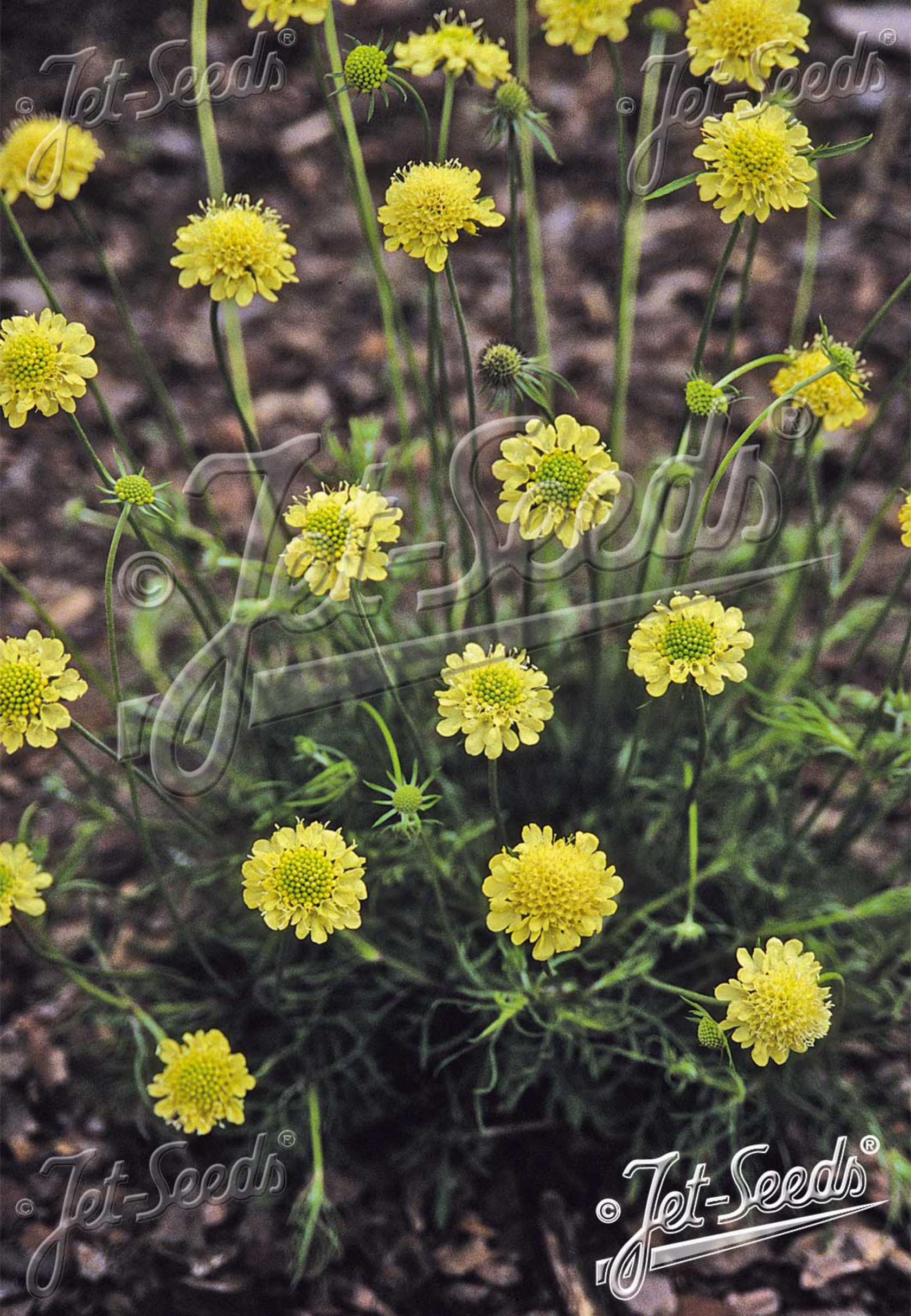 Scabiosa ochroleuca 'Moon Dance'