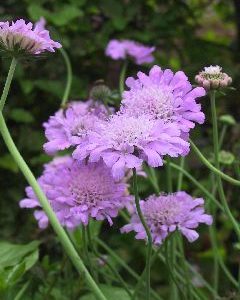 Scabiosa columbaria 'Pink Mist'